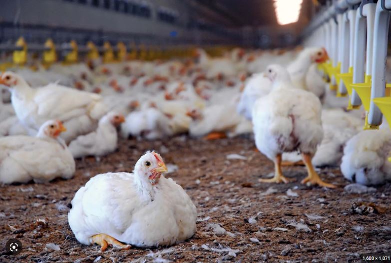 Livestock Farmer Laments Extreme Heat Wave 