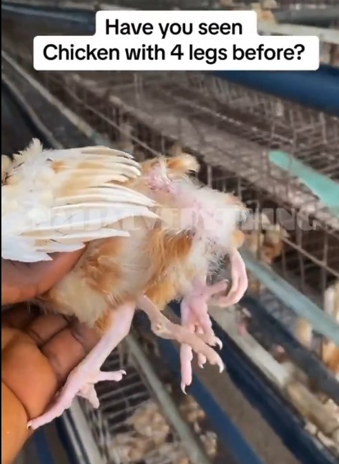 "First time dey for everything" – Surprise trails video of a chick with four legs