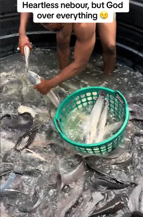 Nigerian man cries out after his neighbour poisoned his fish pond (VIDEO)