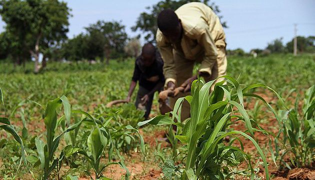 ‘Allocate Intervention Funds to Support Farmers’, Afenifere Urges South West Govs