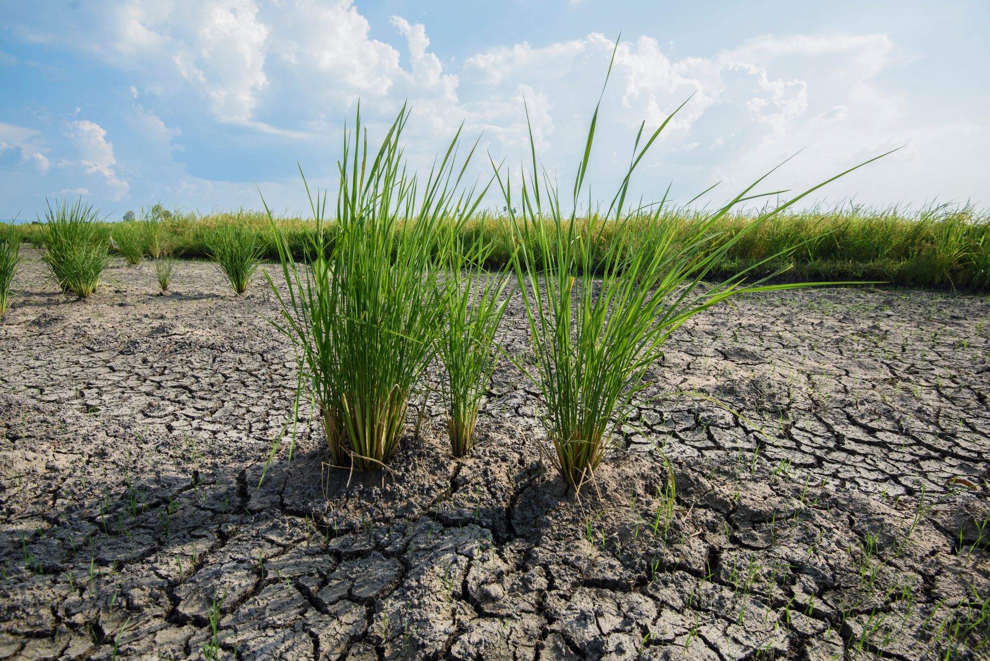 Firm to Host Nigerian Students’ Climate Summit in Abuja 