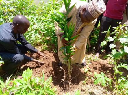 Jigawa Varsity Plants 1,000 Assorted Tree Seedlings to Combat  Climate Change