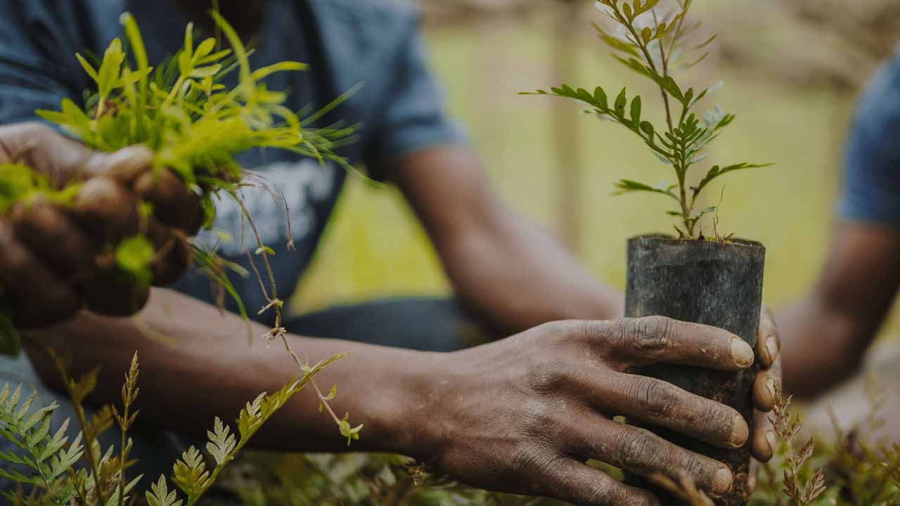 Climate Change: NAGGW Raises Over 45m Assorted Tree Seedlings to Promote Afforestation 