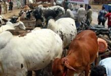 Kaduna Community Accuses Soldiers of Seizing 518 cows