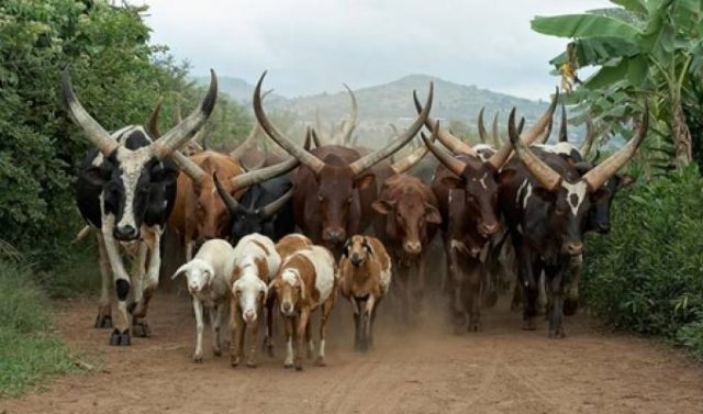 Obaseki Tasks Veterinarians on Safer Environment for Improved Livestock Production 