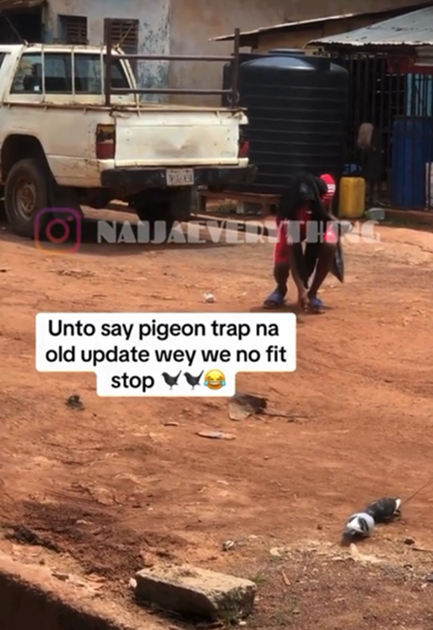 "Why una go dey chop bird, cow meat don finish?" – Netizens react to video of a young man trapp!ng and catch!ng two pigeons with thread