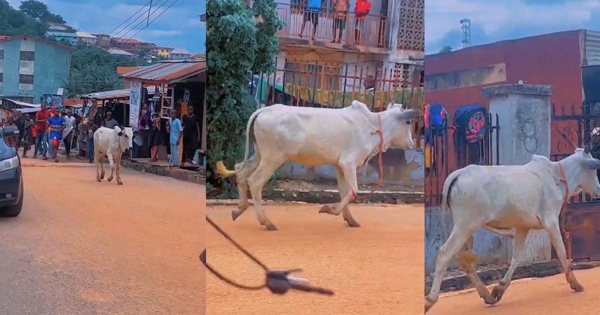 Neighborhood Turns Upside Down As Eid El-Kabir Cow Breaks Free On Festival Day (VIDEO)