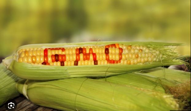 Organ Failure: Expert Raises Fresh Concerns Over GM Crops