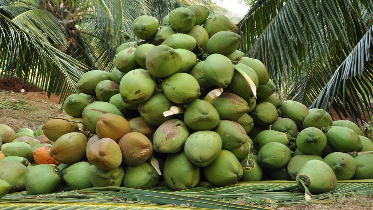 ‘Nigeria Has Potential to Earn Over $100bn Annually From Coconut Production’ -LASCODA