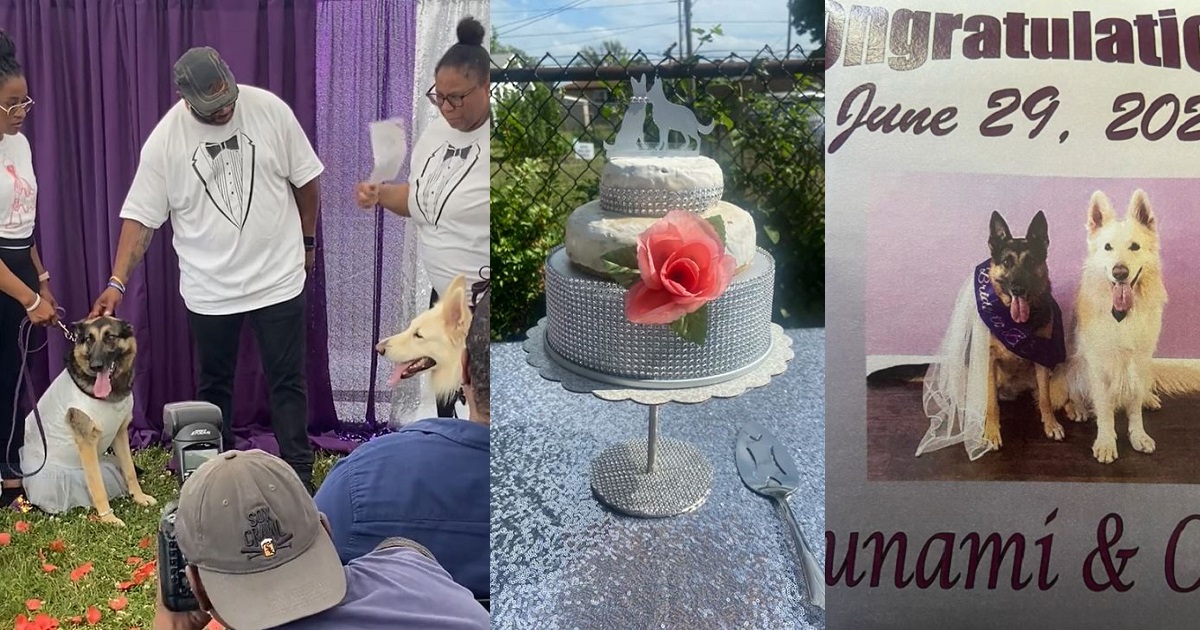 Reactions Flood In As Dog Owners Host Lavish White Wedding For Their Beloved Pet Dogs (WATCH)