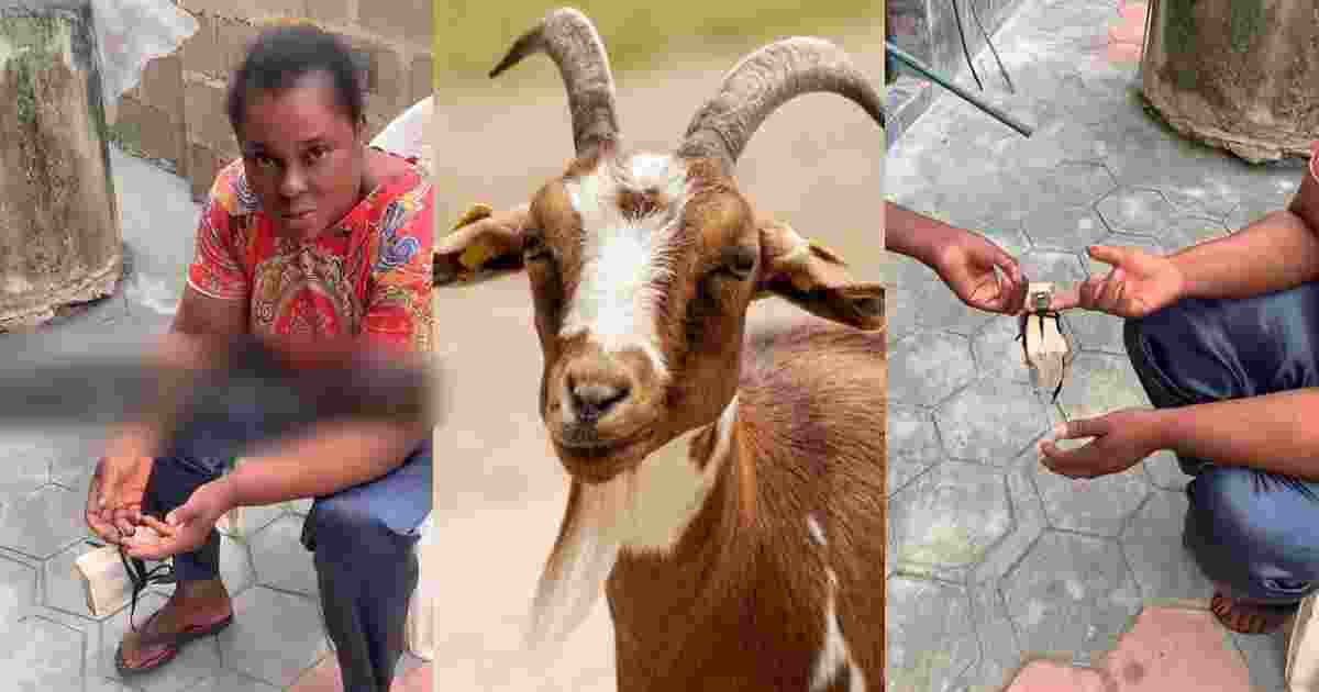 Lady Shares Moment Her Mother Requested Her To Swǝar On The Holy Bible Over A Missing Goat (VIDEO)