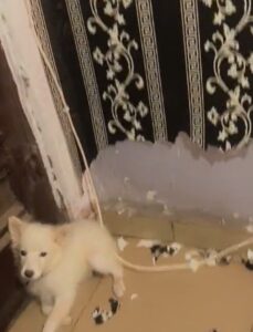 "I can’t take it anymore she must leave my house" – Nigerian man r@ges as pet dog tǝar down house wallpaper overnight (VIDEO)