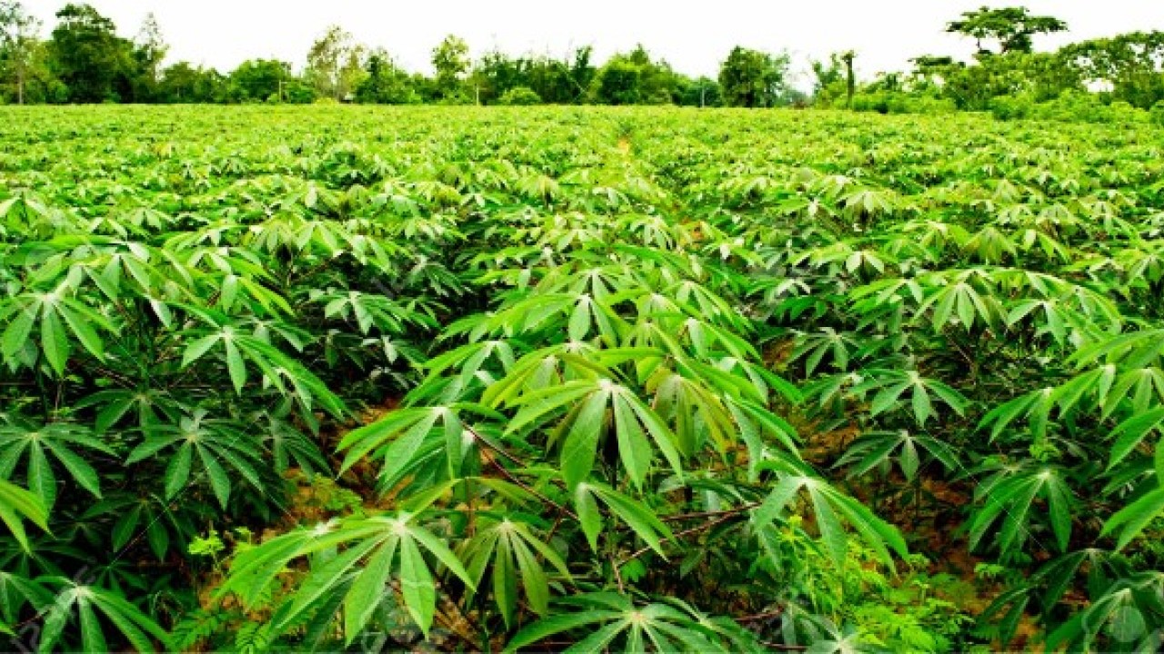 OOPL Set to Train Youths on Cassava Farming