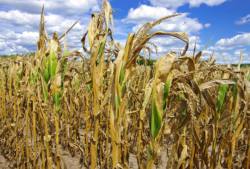 Benue Farmers Lament Climate Change-induced Drought  