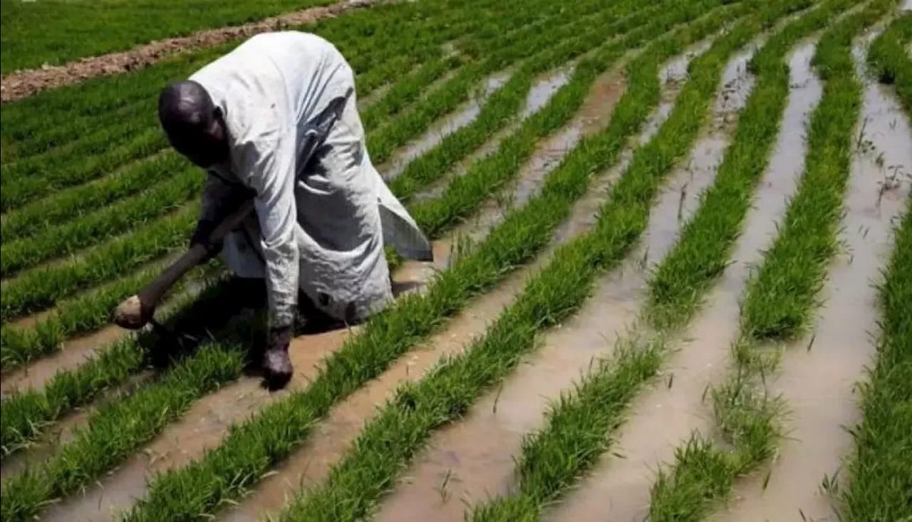 Ogun State Farmers Receive Training on Agribusiness Best Practices