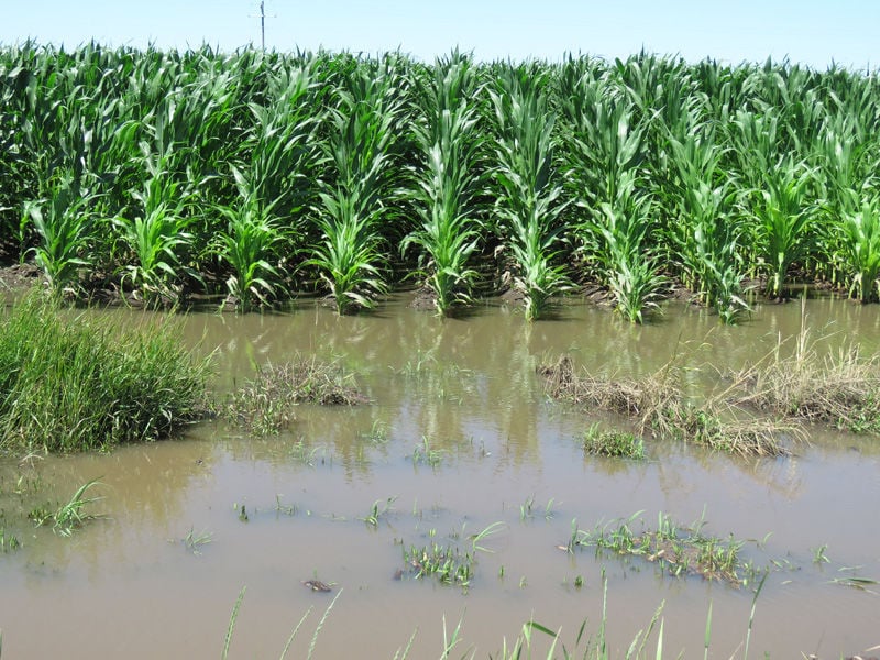 Flood Destroys Farmland in Gombe, Yobe – AgroNigeria