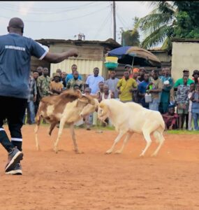 Lidero Festival Day 2: Idado Community Celebrates with Ram Charging Competition, Other Activities