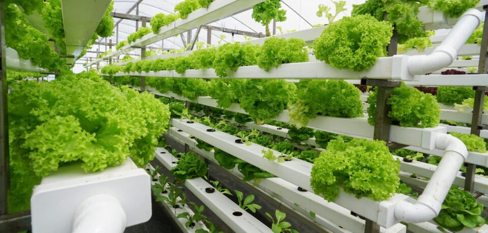 Farmers in Nasarawa Urged to Embrace Hydroponic Farming For Food Security – AgroNigeria