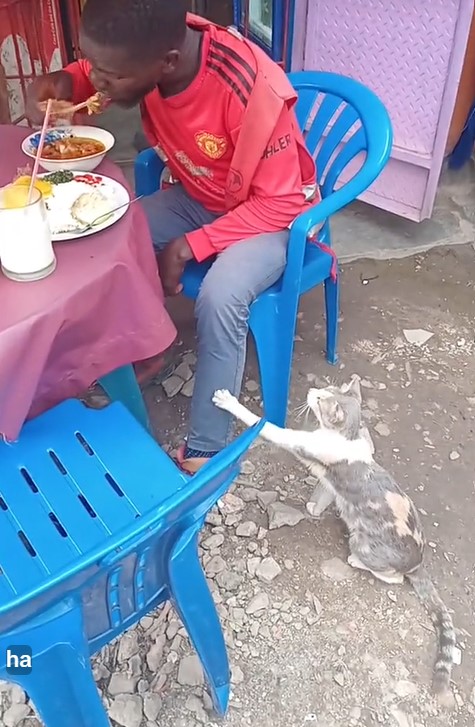 "Make the cat go hustle, country h@rd" – Man turns down begging cat, refuses to share his meal at a local restaurant (WATCH)